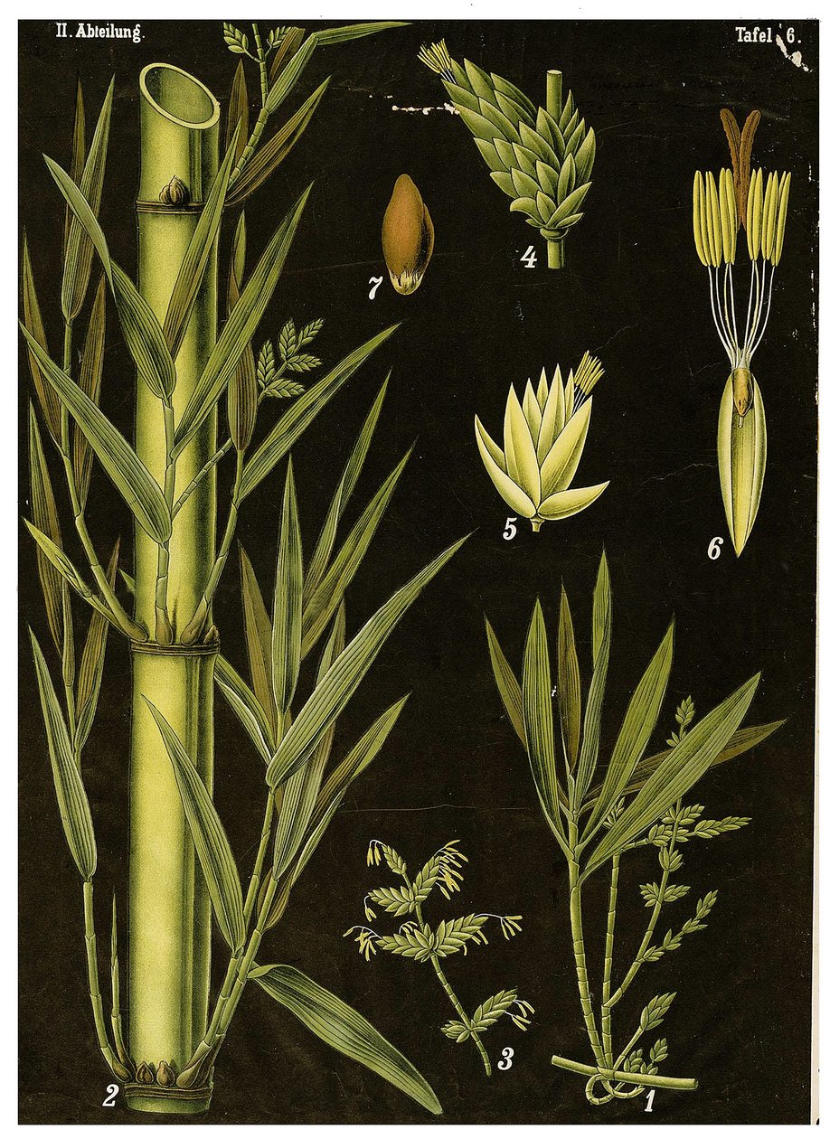 Bambus autorstwa German School