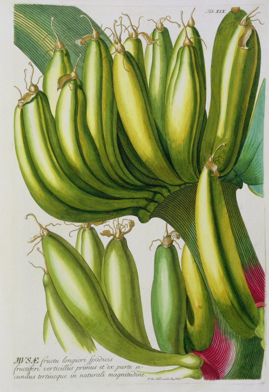 Banan, rytowany przez Johanna Jakoba Haida (1704-67) tablica 19 z księgi botanicznej, wyd. przez Augusta Vind autorstwa German School