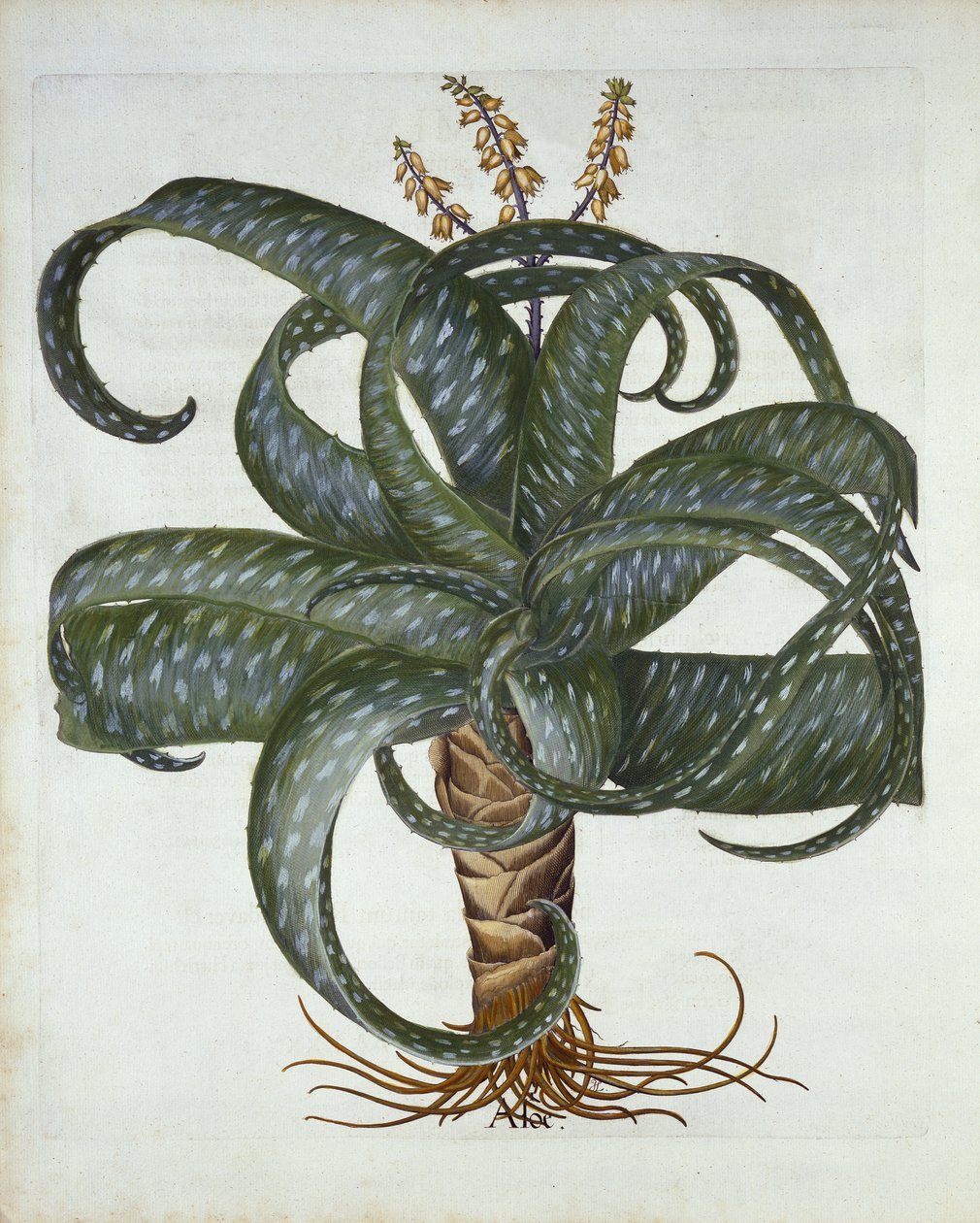 Barbados Aloe, z Hortus Eystettensis, Basil Besler (1561-1629) wyd. 1613 autorstwa German School