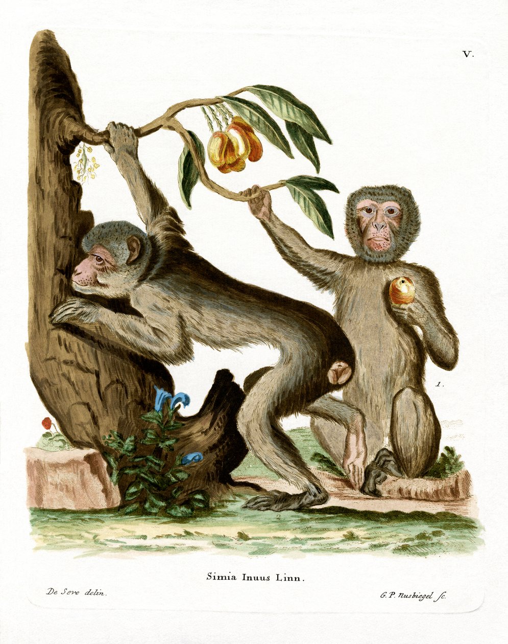Barbary Ape (kolorowy grawerunek) autorstwa German School