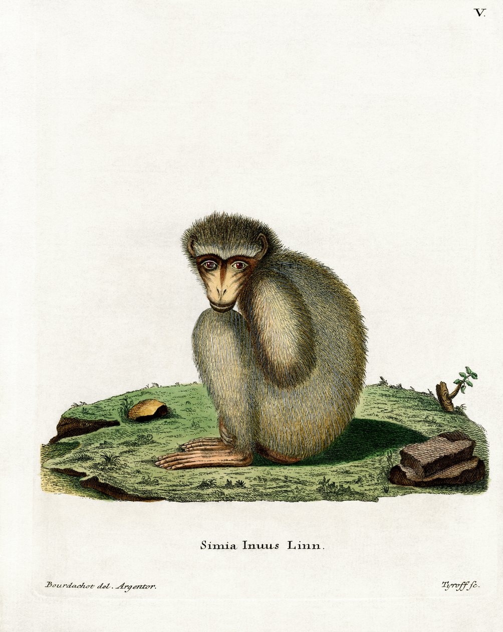 Barbary Ape (kolorowy grawerunek) autorstwa German School