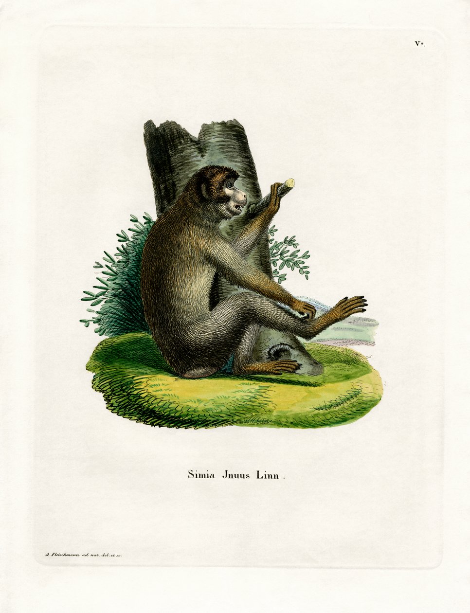 Barbary Ape (kolorowy grawerunek) autorstwa German School