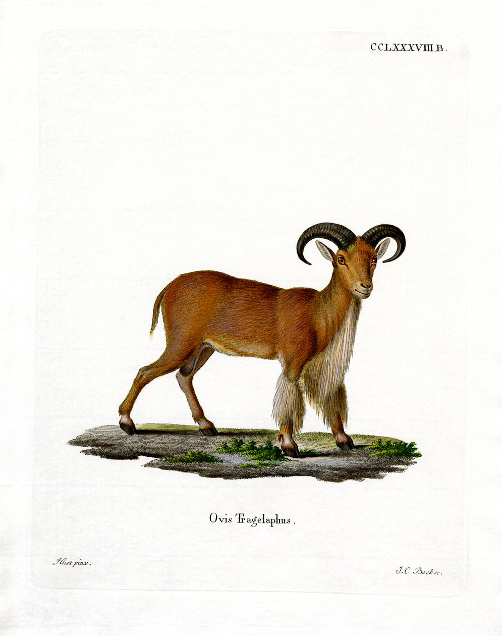 Barbary Sheep (kolorowy grawerunek) autorstwa German School