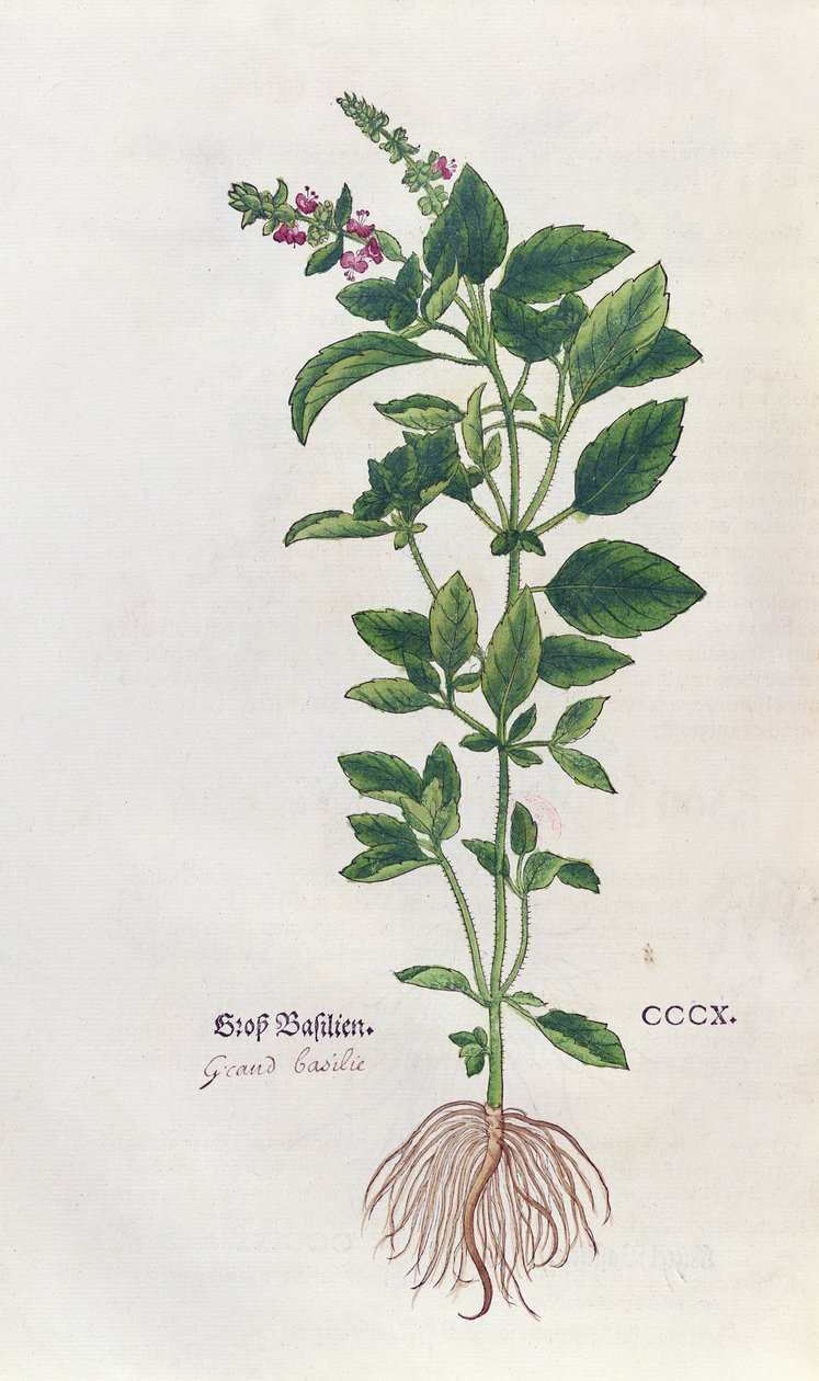 Bazylia, płyta botaniczna z Zielnika Leonharta Fuchsa (1501-66), opublikowana w Bazylei, 1543 autorstwa German School