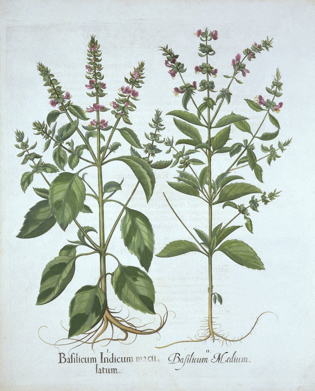 Basil, z Hortus Eystettensis, Basil Besler (1561-1629), wyd. 1613 (grawerowanie ręcznie kolorowane) autorstwa German School