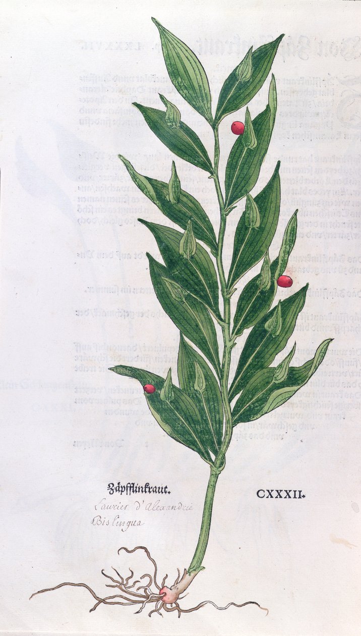 Baytree, ilustracja do Zielnika Leonharta Fuchsa (1501-66), wydana w Bazylei, 1555 (kolorowa rycina) autorstwa German School