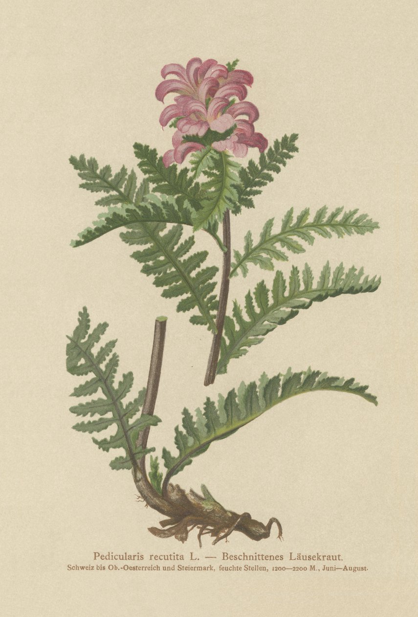Wsza zwyczajny bez dzioba (Pedicularis recutita) autorstwa German School