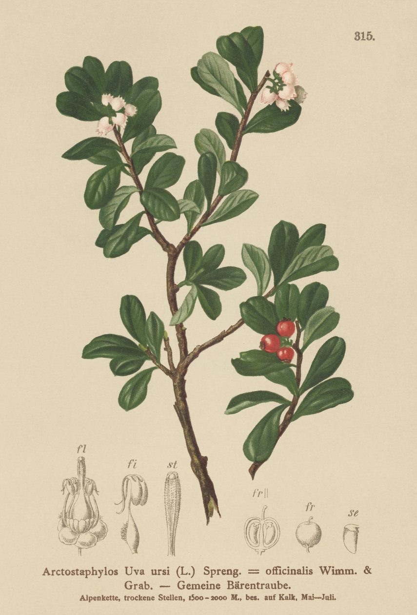 Mącznica lekarska (Arctostaphylos Uva ursi, Arctostaphylos officinalis) autorstwa German School