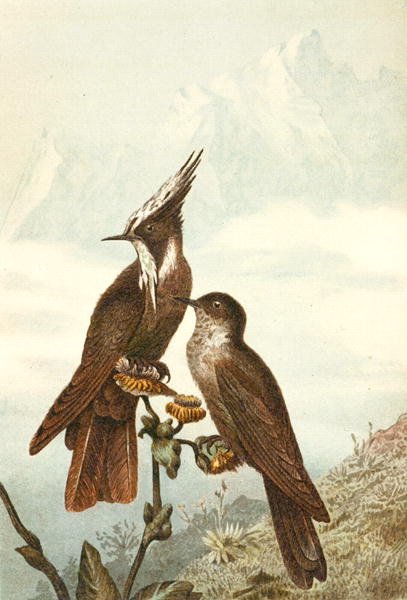 Brodaty nakładki na hełm, płyta z „Brehms Tierleben: Allgemeine Kunde des Tierreichs”, t. 4, s. 675, wydana przez Bibliographisches Institut autorstwa German School
