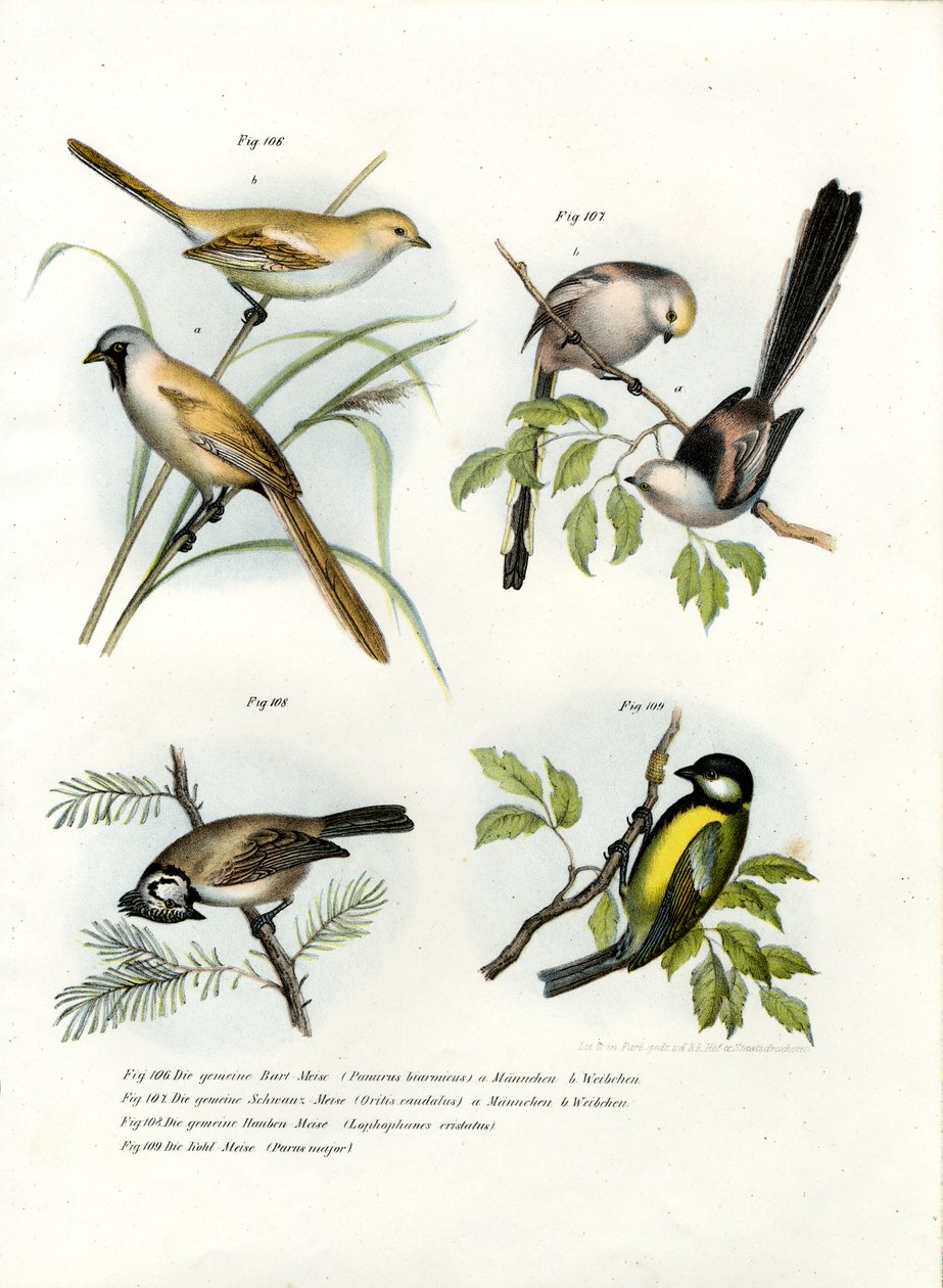 Brodaty Parrotbill, 1864 autorstwa German School