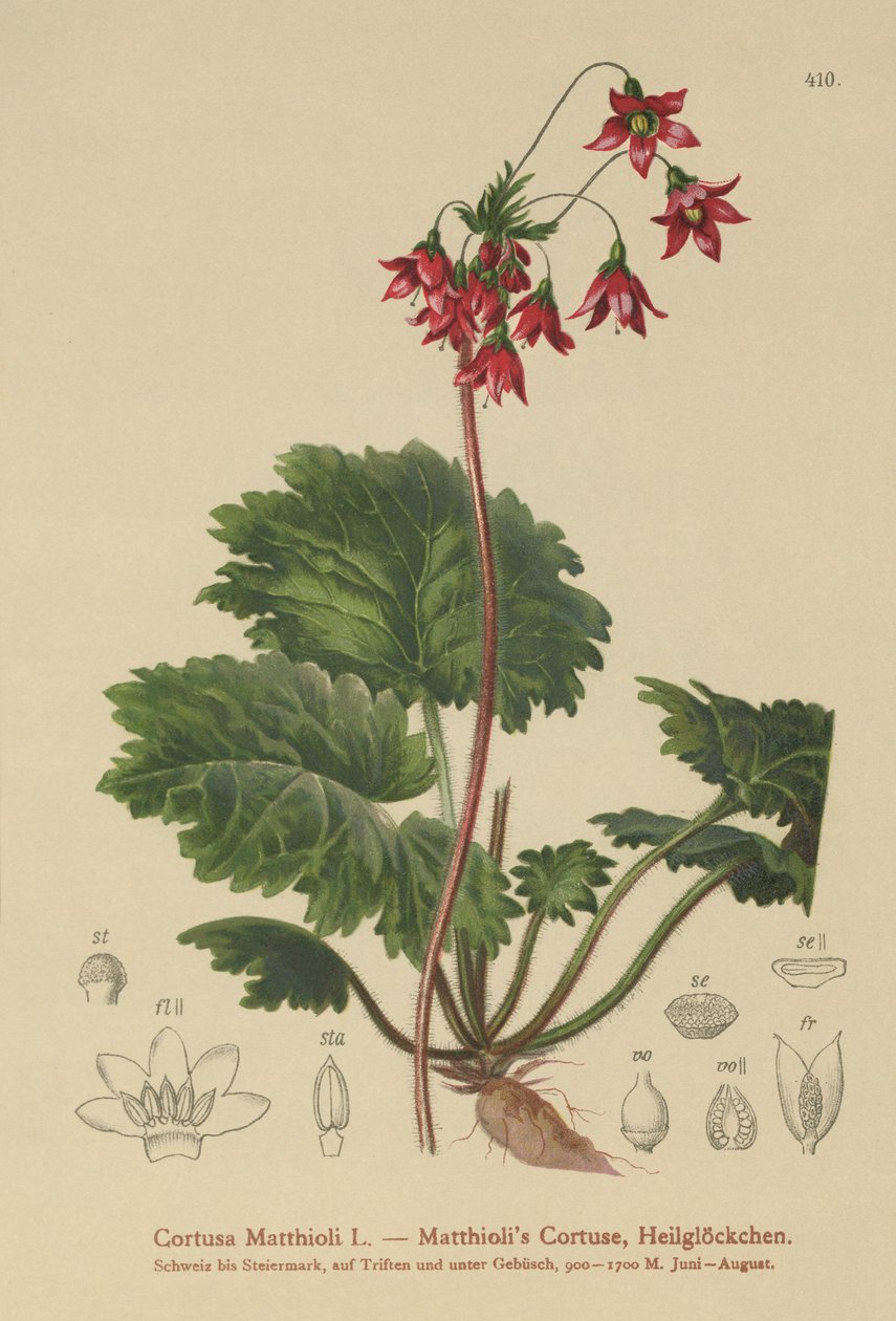 Sanicle ucha niedźwiedzia (Cortusa Matthioli) autorstwa German School