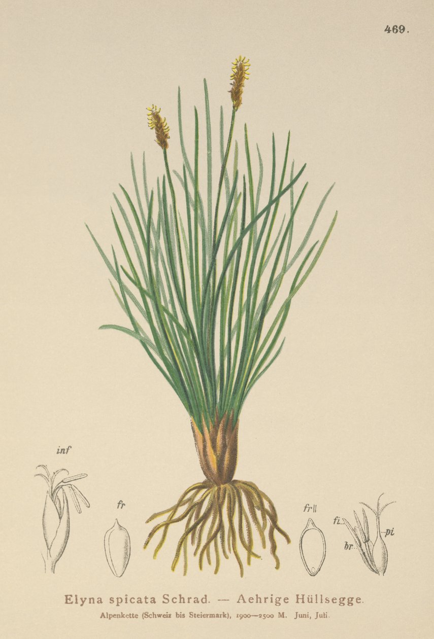 Turzyca bagienna (Kobresia myosuroides, Elyna myosuroides, Kobresia bellardii, Elyna bellardii, Elyna scirpina, Elyna spicata) autorstwa German School