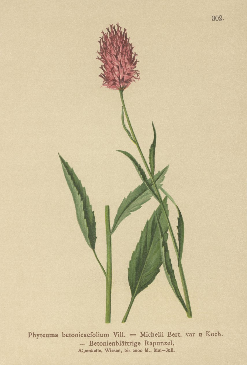 Rampion betonowy (Phyteuma betonicaefolium) autorstwa German School