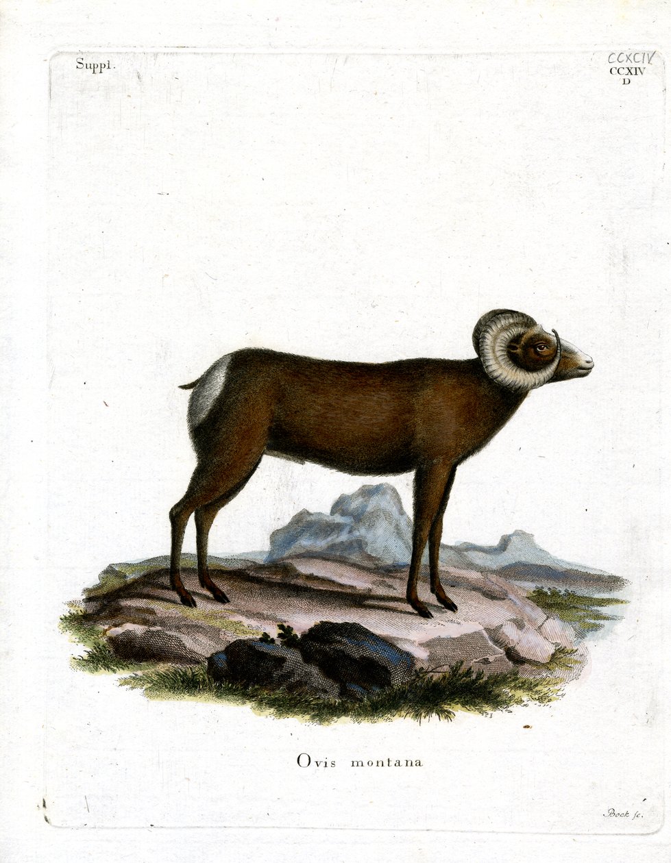 Owca Bighorn (kolorowy grawerunek) autorstwa German School
