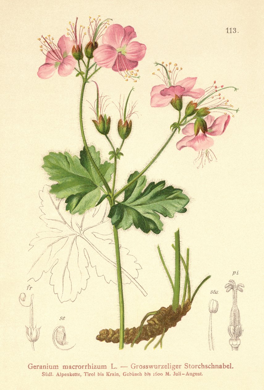 Bodziszek wielkokorzeniowy (Geranium wielkokwiatowy) autorstwa German School