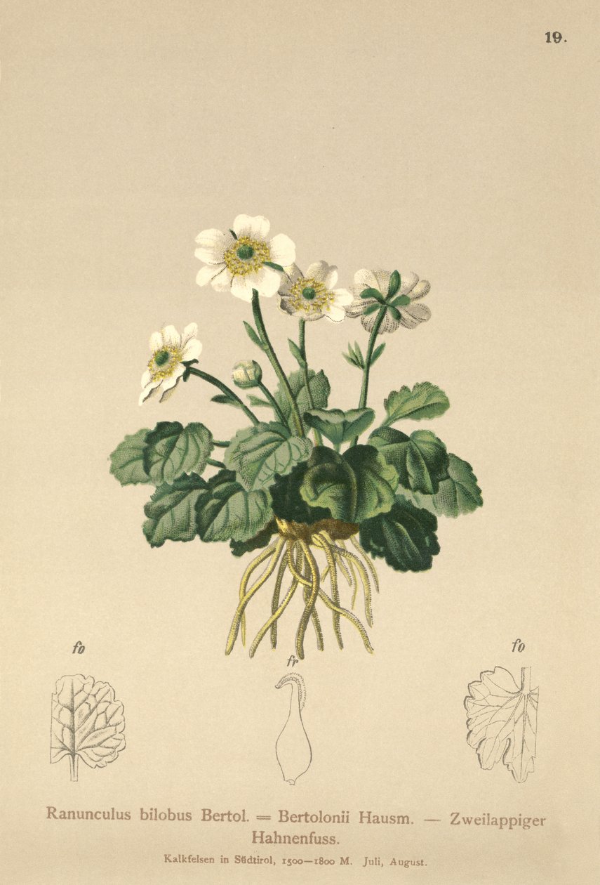 Jaskier Bilobo (Ranunculus bilobus, Ranunculus Bertolonii) autorstwa German School