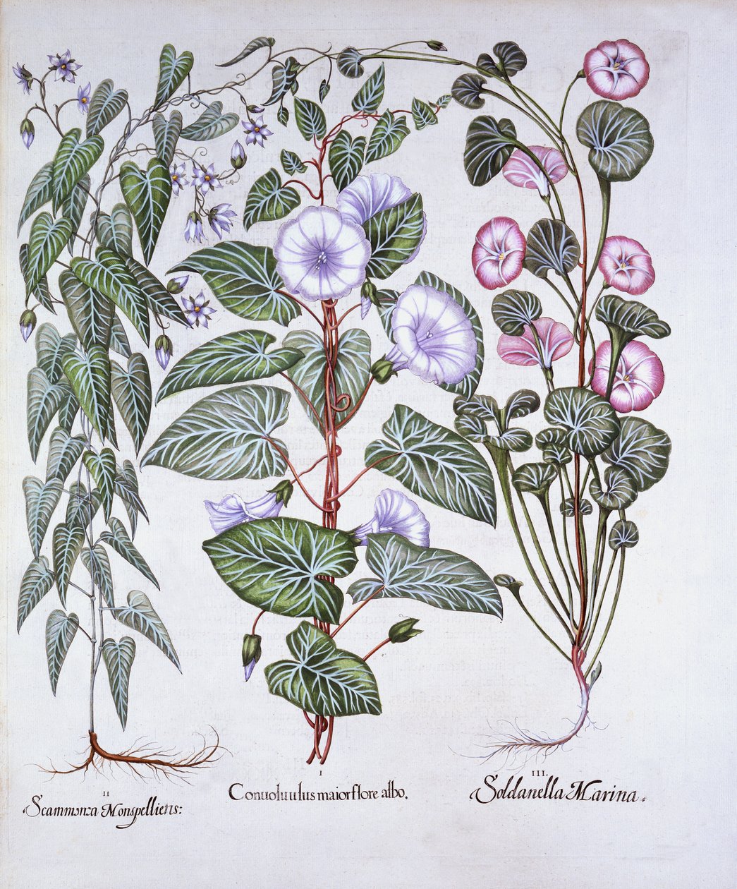 Powój, zmora psów i powój morski, z Hortus Eystettensis, Basil Besler (1561-1629), wyd. 1613 (grawerowanie ręcznie kolorowane) autorstwa German School