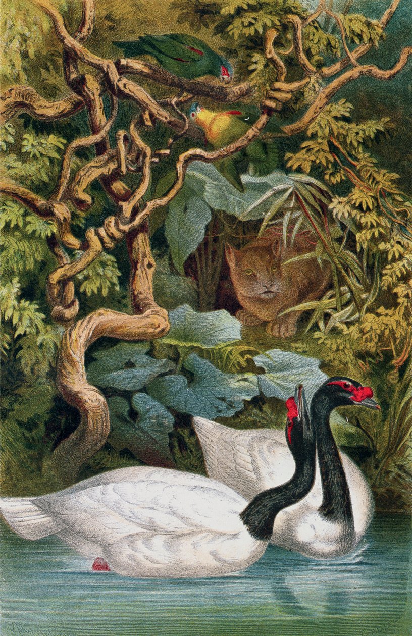 Łabędź czarnoszyi, płyta z Brehms Tierleben: Allgemeine Kunde des Tierreichs, vol.6, s.598, wyd. Bibliographisches Institut, 1892 autorstwa German School