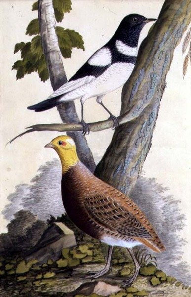 Drozd czarnogardły (Turdus ruficollis) i kuropatwa (Perdix perdix), ok. 1740 (akwarela na papierze) autorstwa German School