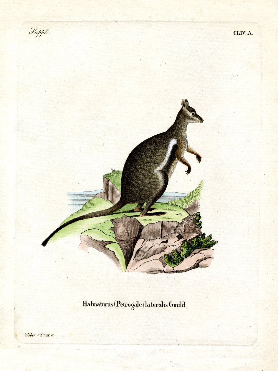 Wallaby czarnonogi (kolorowy grawerunek) autorstwa German School