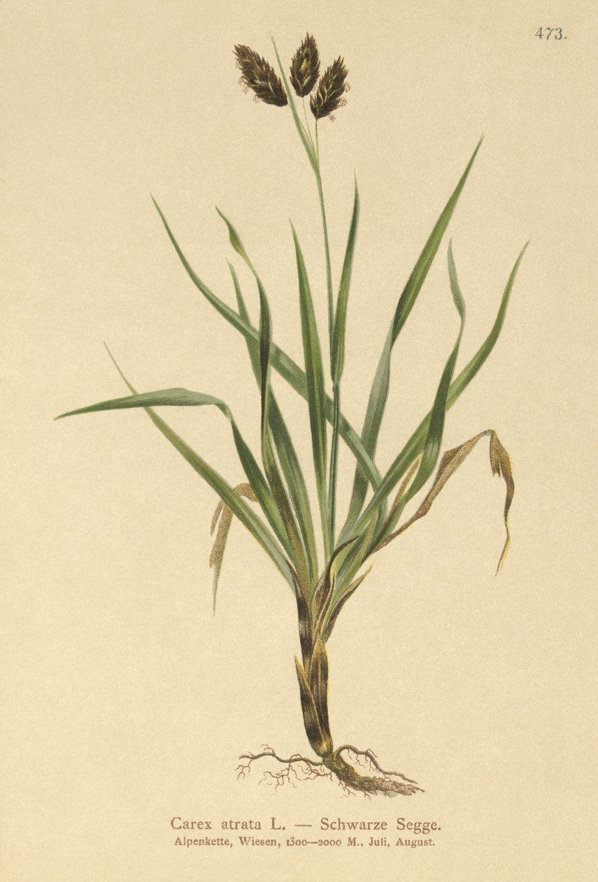 Czarna turzyca alpejska (Carex atrata) autorstwa German School