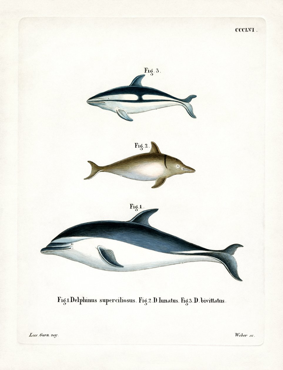 Black Dolphin (kolorowy grawerunek) autorstwa German School