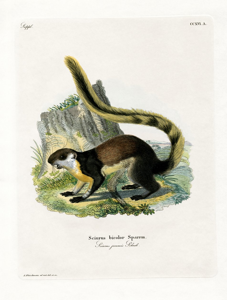 Black Giant Squirrel (kolorowy grawerunek) autorstwa German School
