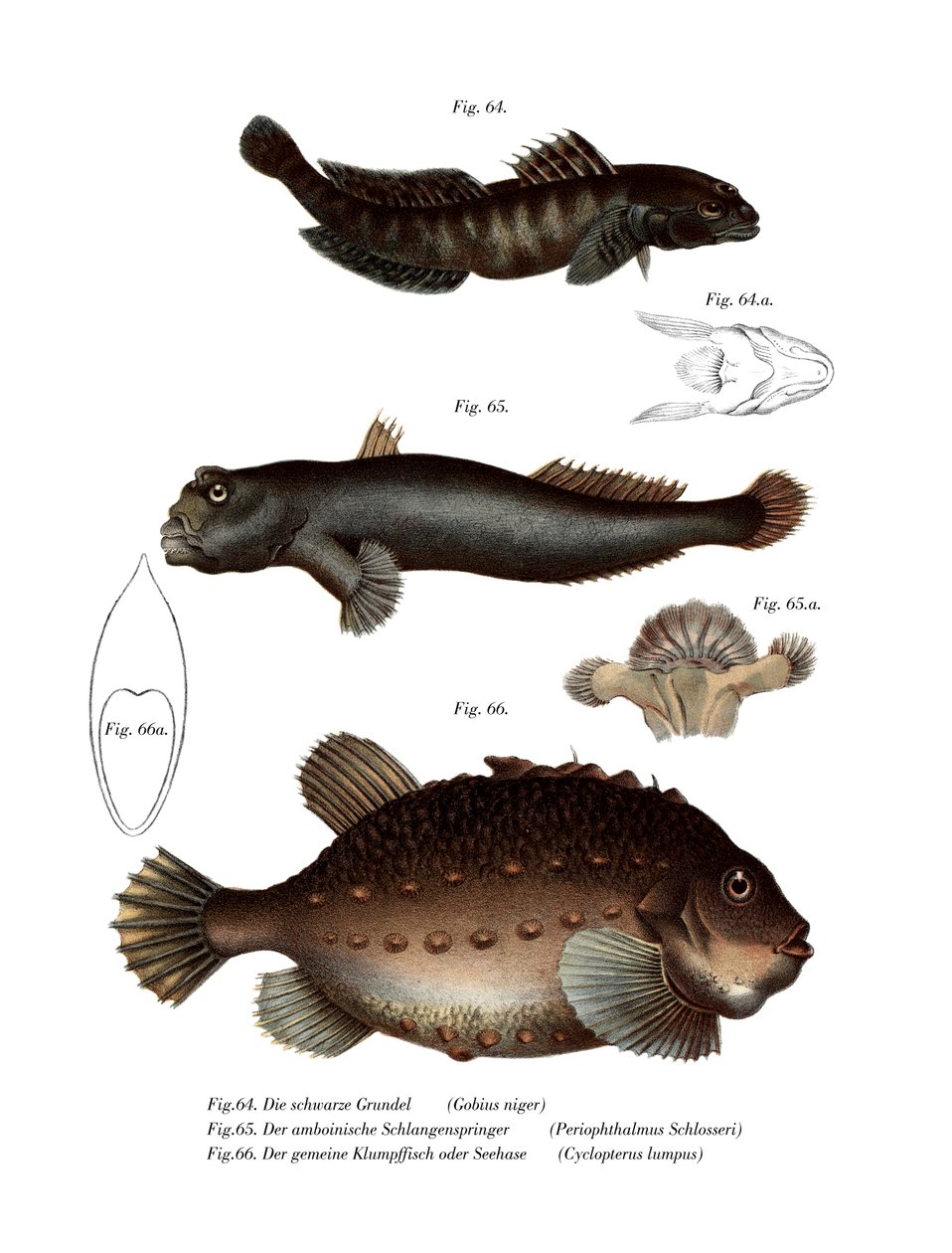 Black Goby (kolor lito) autorstwa German School