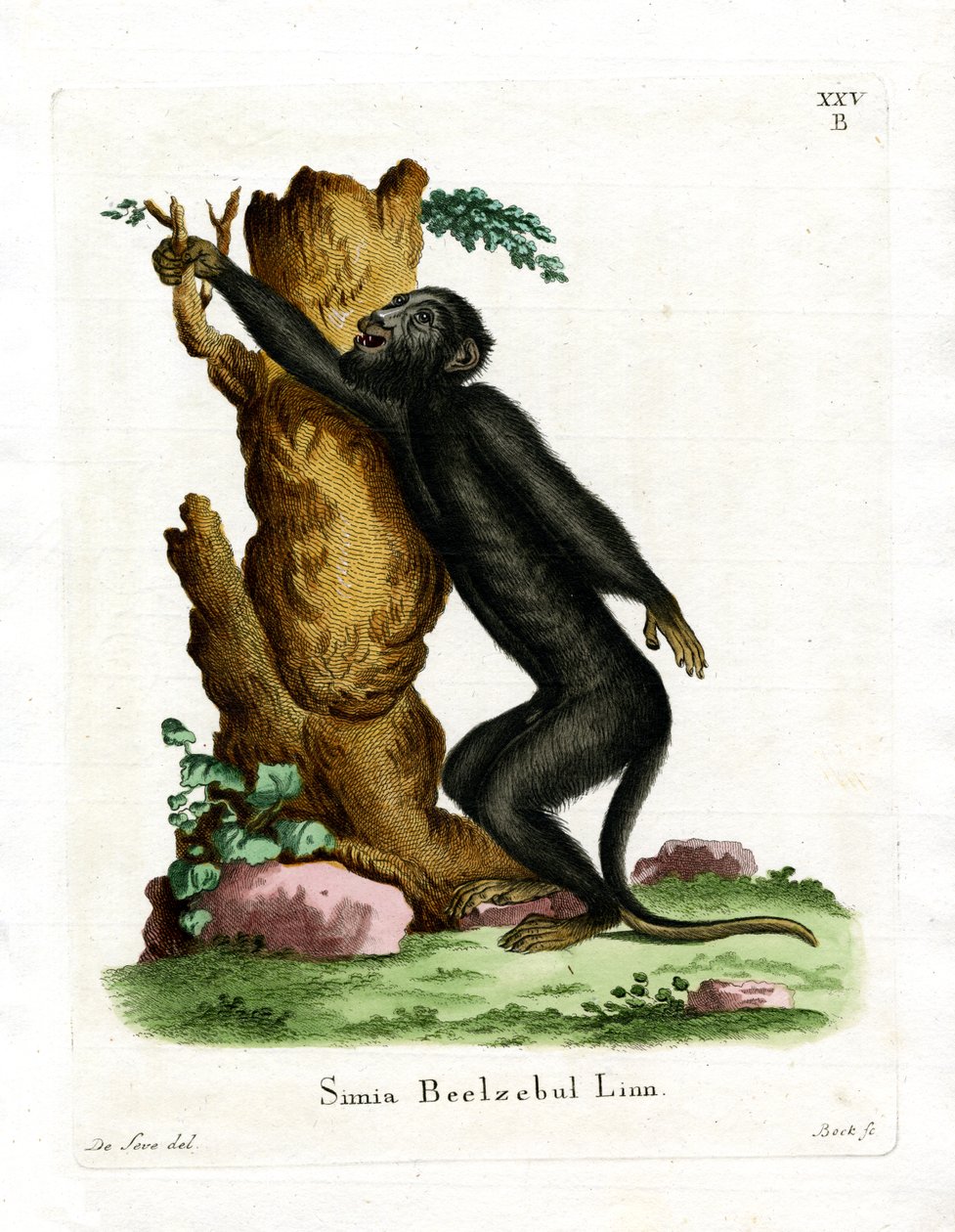 Black Howler (kolorowy grawerunek) autorstwa German School