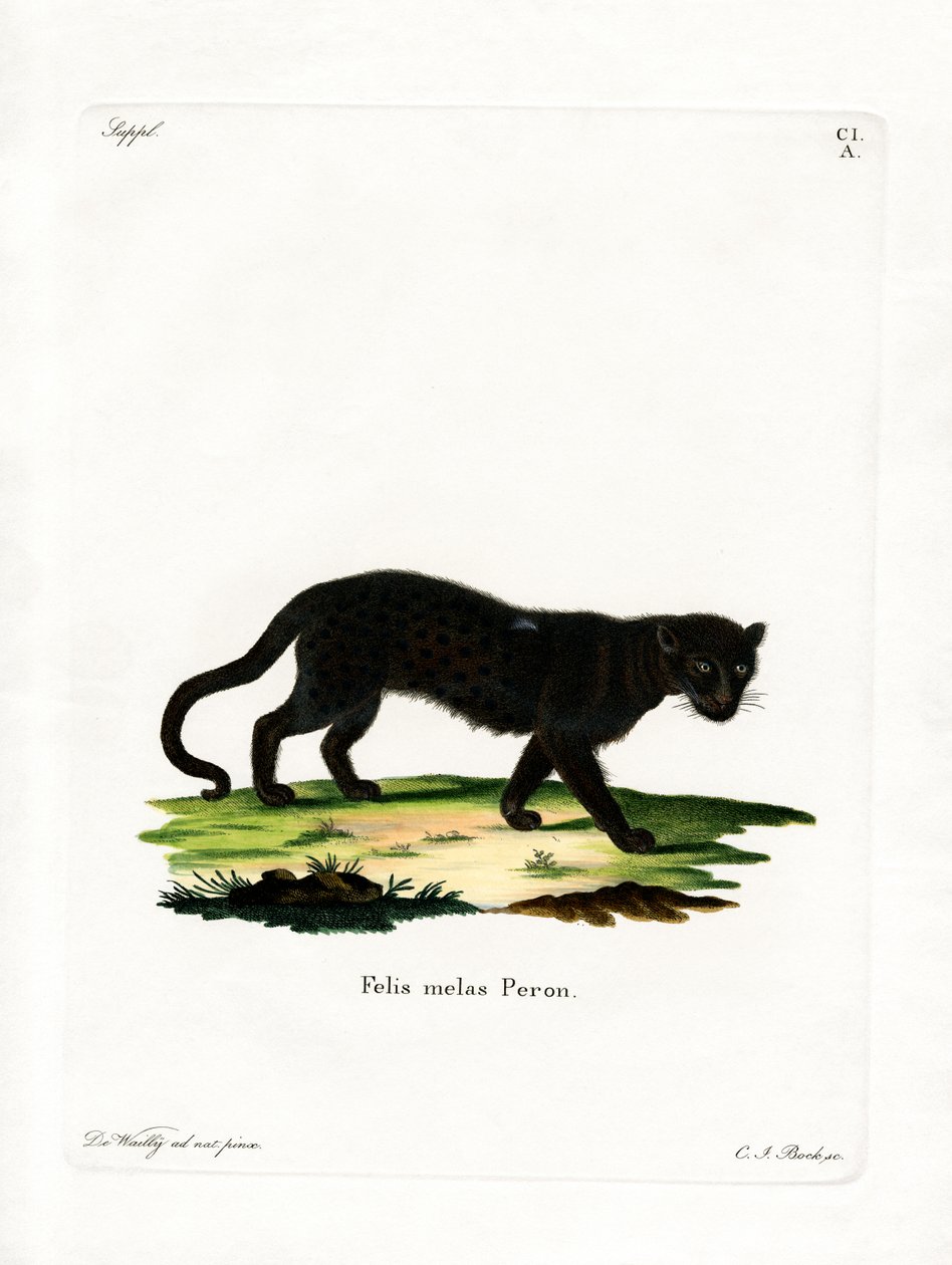 Black Leopard (kolorowy grawerunek) autorstwa German School
