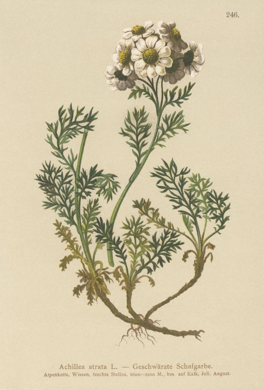 Krwawnik pospolity (Achillea atrata) autorstwa German School
