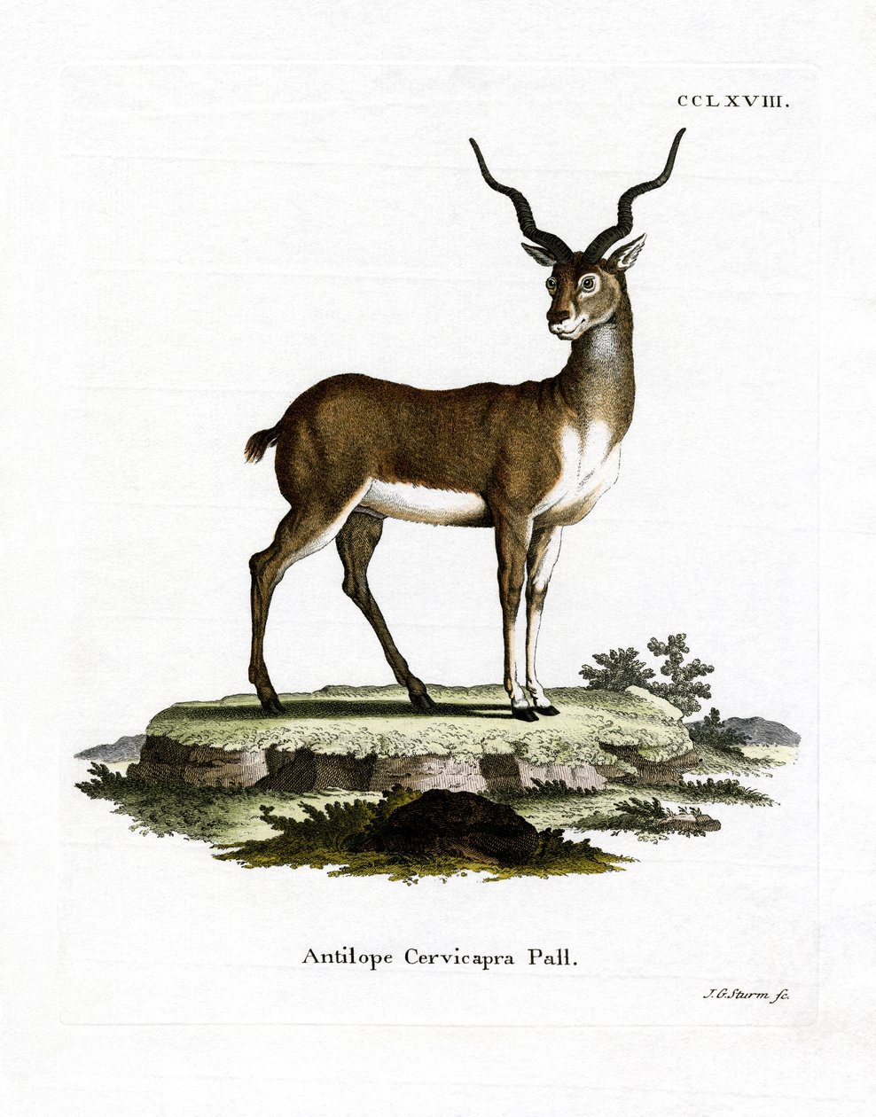 Blackbuck (kolorowy grawer) autorstwa German School