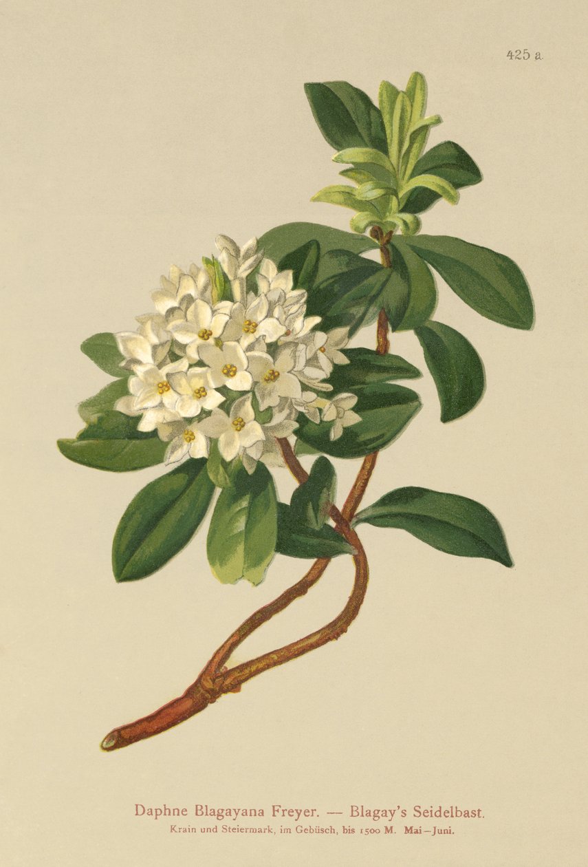 Blagays Daphne (Daphne Blagayana Freyer) autorstwa German School