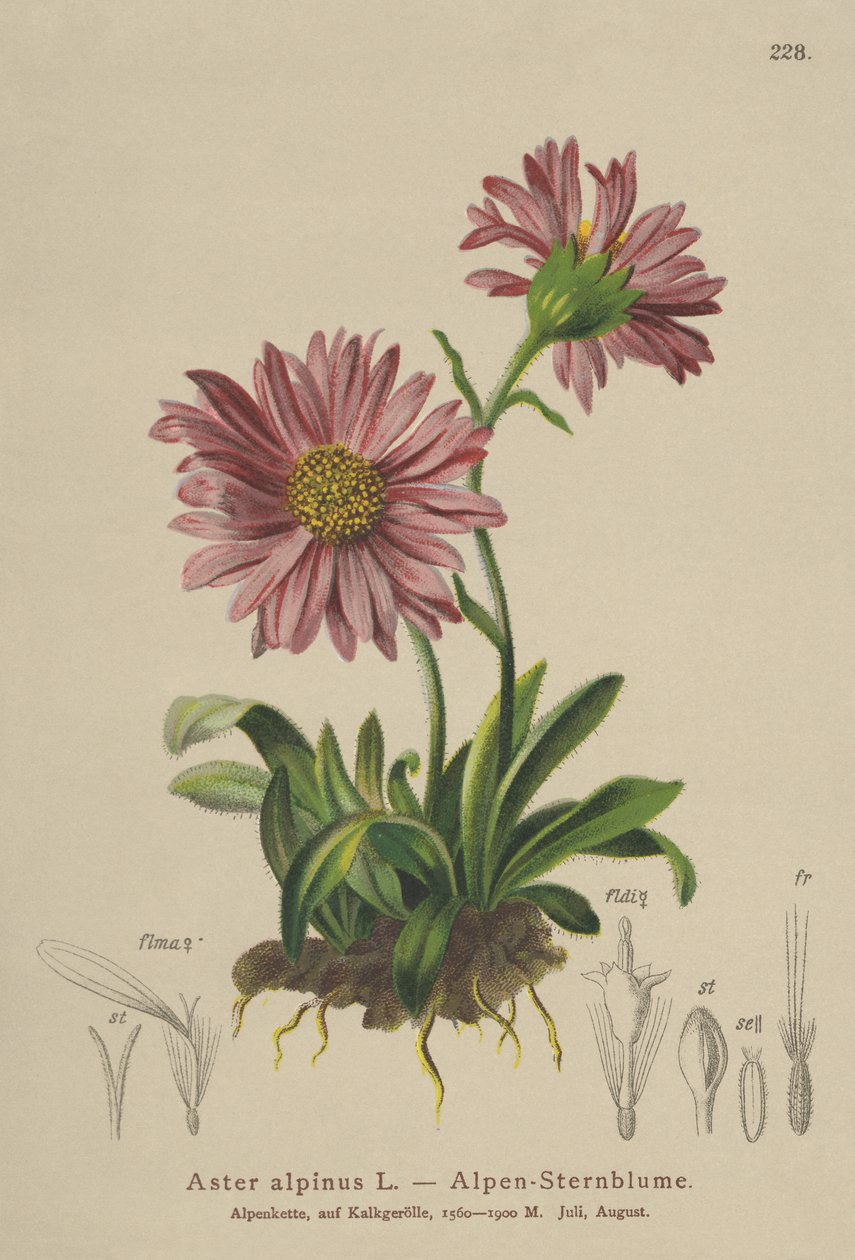 Niebieska stokrotka alpejska (Aster alpinus) autorstwa German School