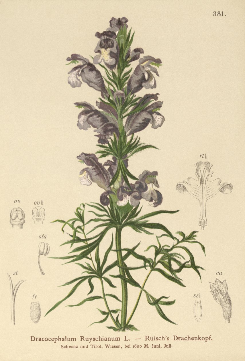 Niebieski smok (Dracocephalum Ruyschianum) autorstwa German School
