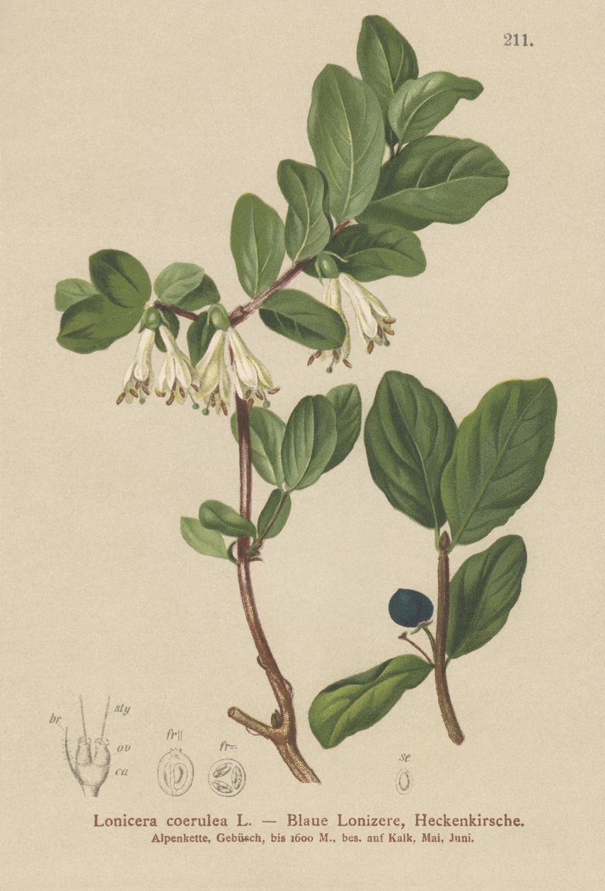 Wiciokrzew niebieski (Lonicera caerulea, Lonicera coerulea) autorstwa German School