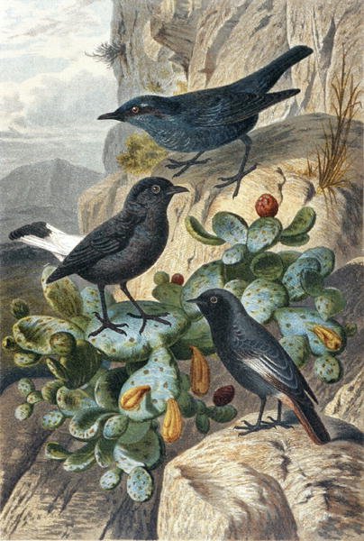 Blue Rock Thrush, Black Wheatear and Redtail, płyta z "Brehms Tierleben: Allgemeine Kunde des Tierreichs", tom 4, s. 57, opublikowane przez Bibliographisches Institut autorstwa German School