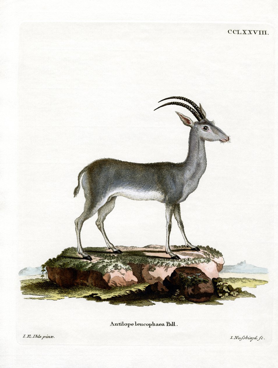 Bluebuck autorstwa German School