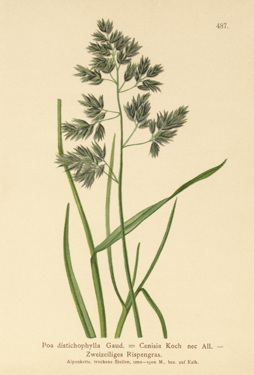 Bluegrass (Poa distichophylla, Poa Cenisia, Poa contracta, Poa fontqueri, Poa oreophila, Poa psychrophila) autorstwa German School
