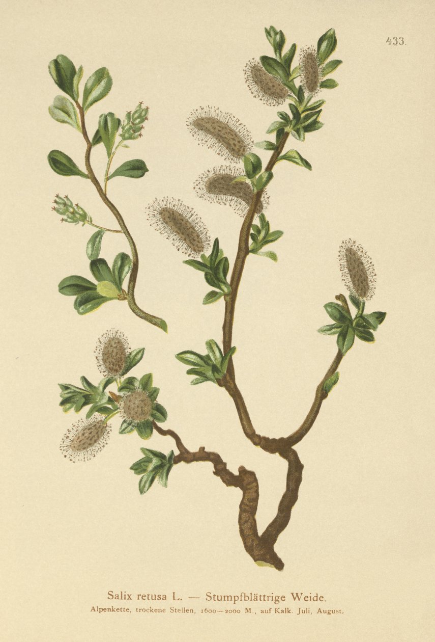 Wierzba tępolistna (Salix retusa) autorstwa German School
