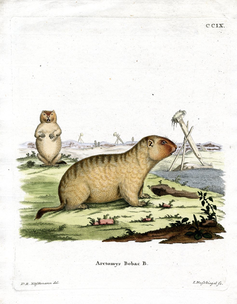 Bobac Marmot (kolorowy grawerunek) autorstwa German School