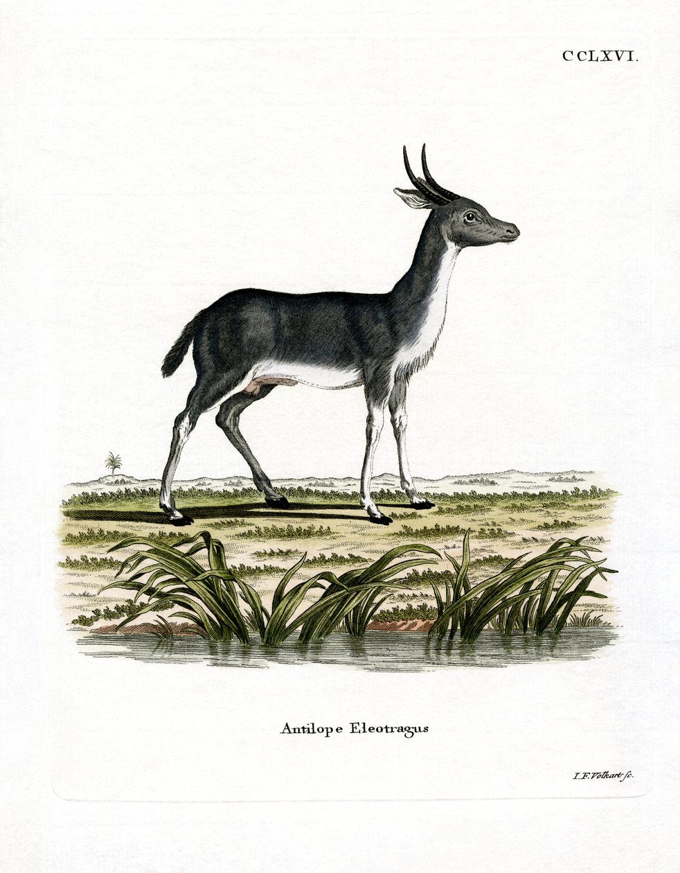Bohor Reedbuck (kolorowy grawer) autorstwa German School