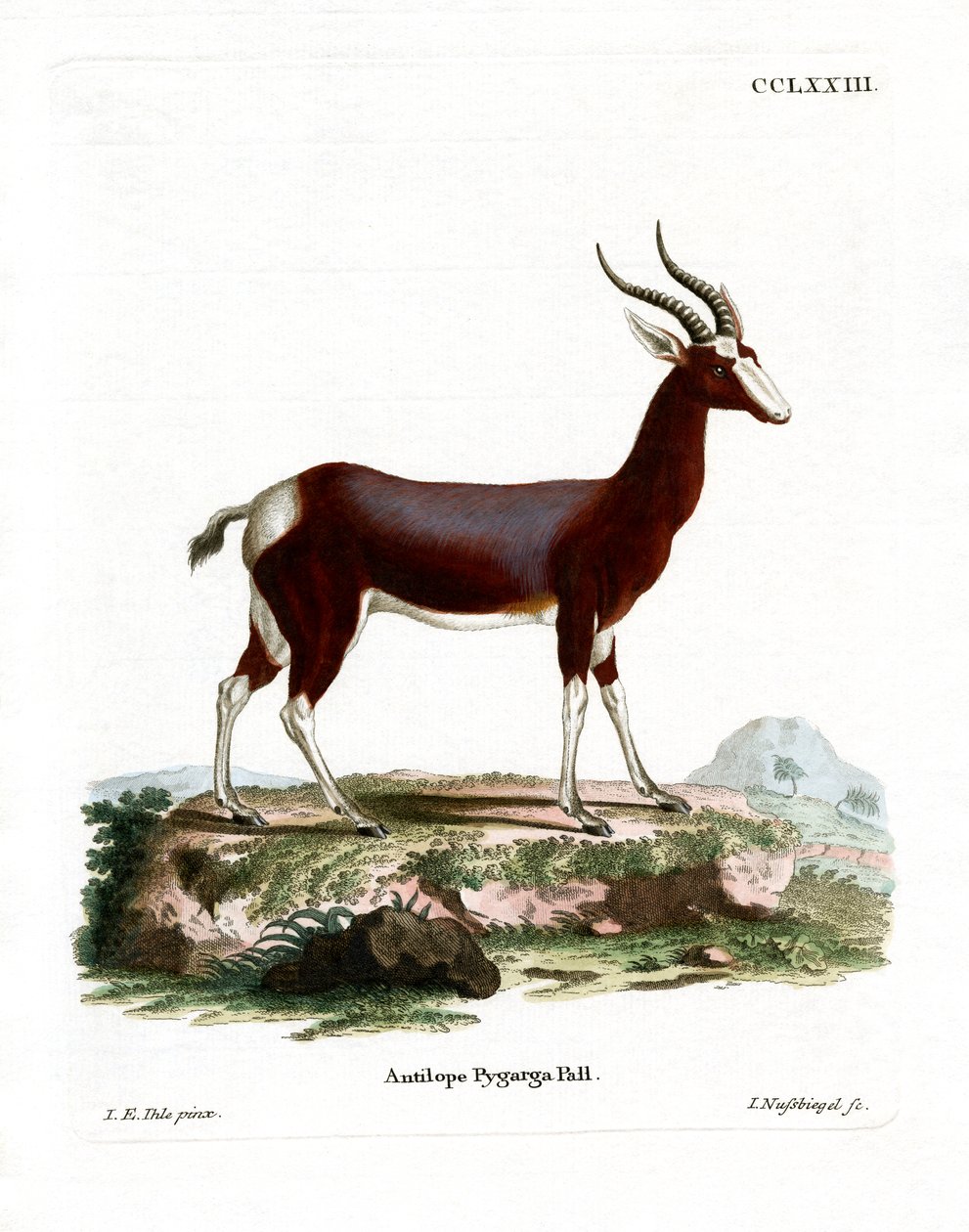 Bontebok (kolorowy grawer) autorstwa German School