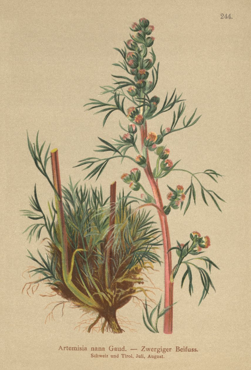 Borealny piołun (Artemisia nana, Artemisia borealis) autorstwa German School