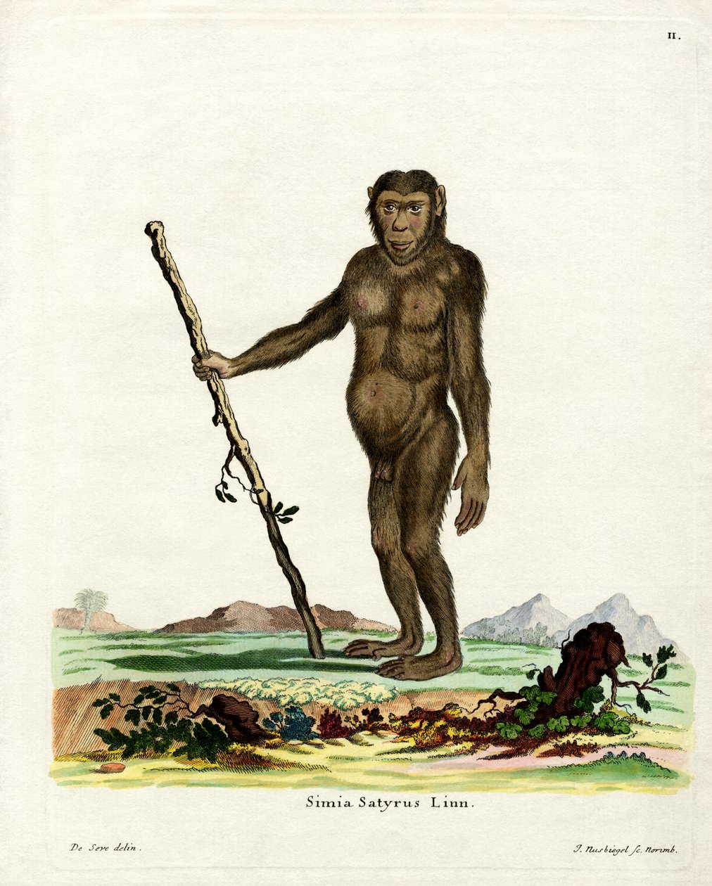 Bornean Orang-Outang (kolorowy grawerunek) autorstwa German School