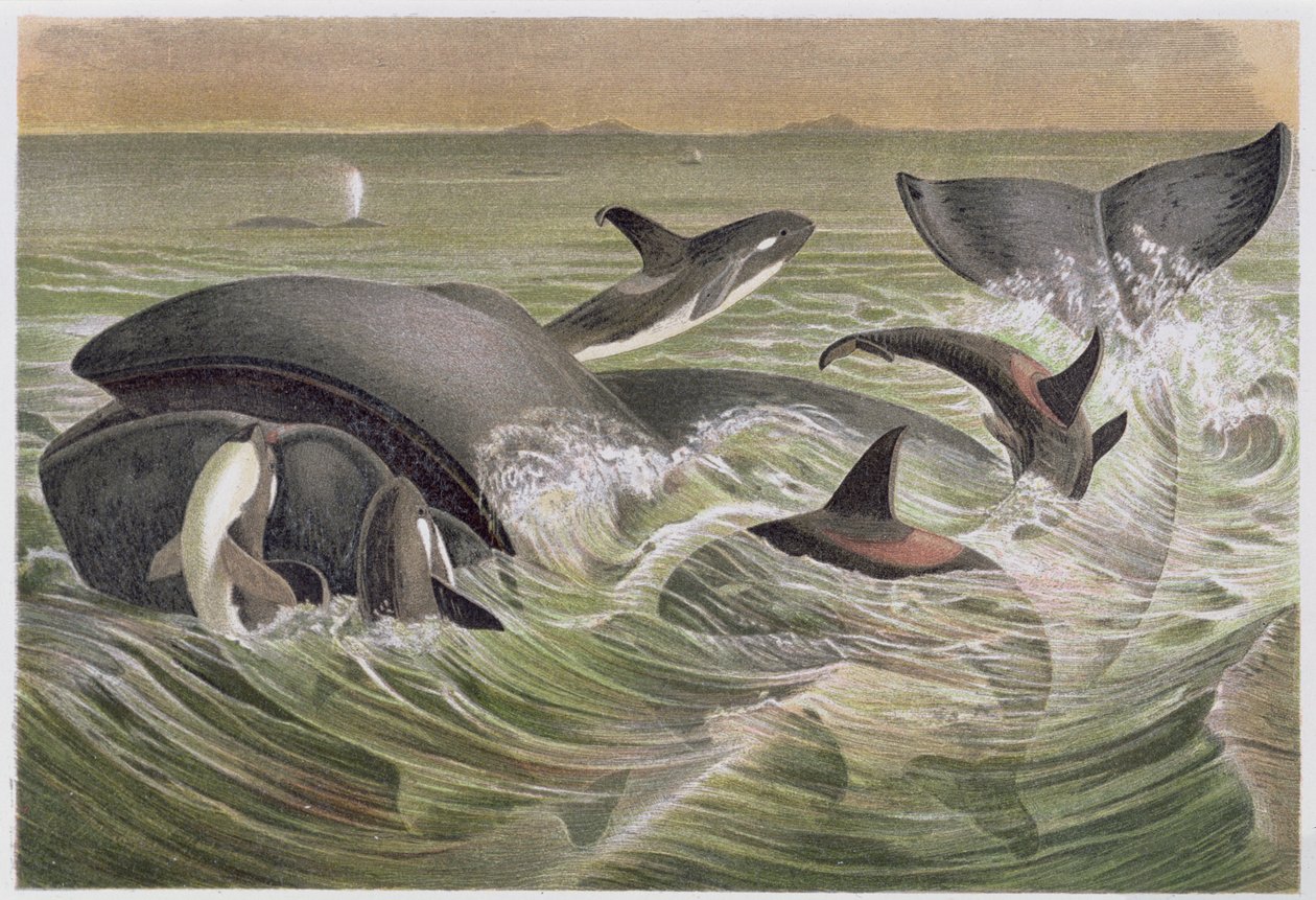 Bowhead and Killer Whales, płyta z Brehms Tierleben: Allgemeine Kunde des Tierreichs, t. 3, s. 600, wydana przez Instytut Bibliograficzny, 1891 autorstwa German School