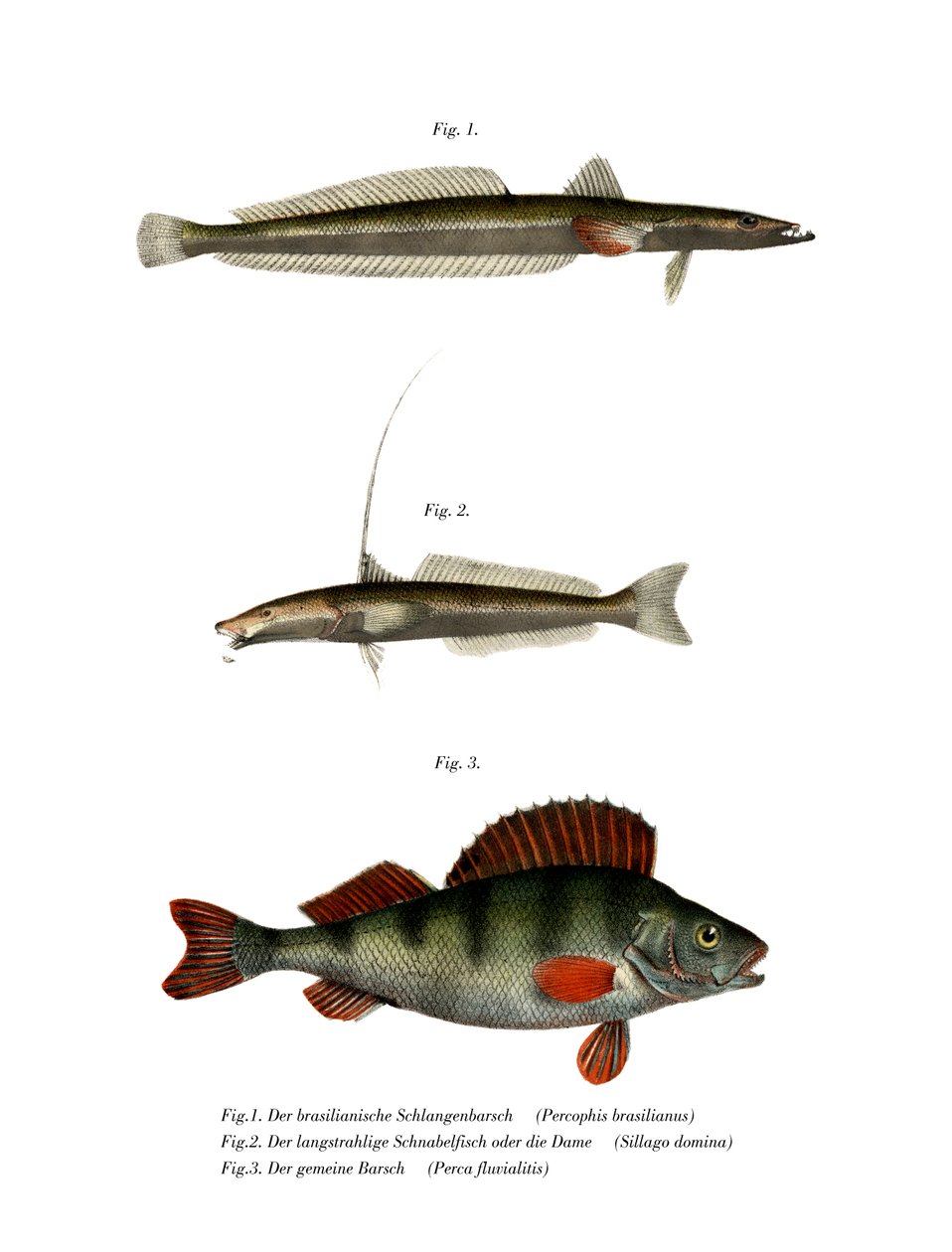 brazylijski Flathead (kolor lito) autorstwa German School