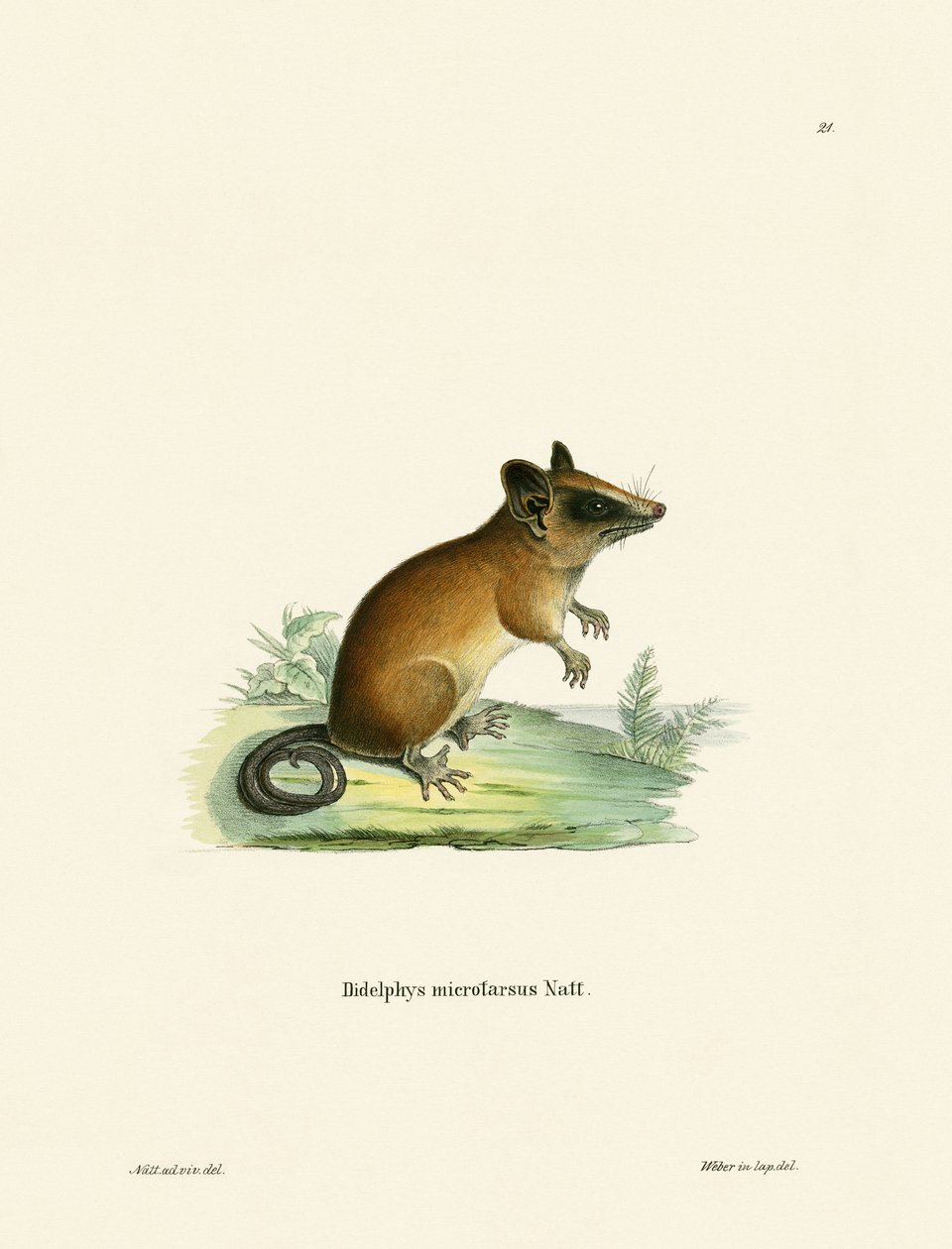 Brazilian Gracile Mouse Opossum (kolorowy grawerunek) autorstwa German School