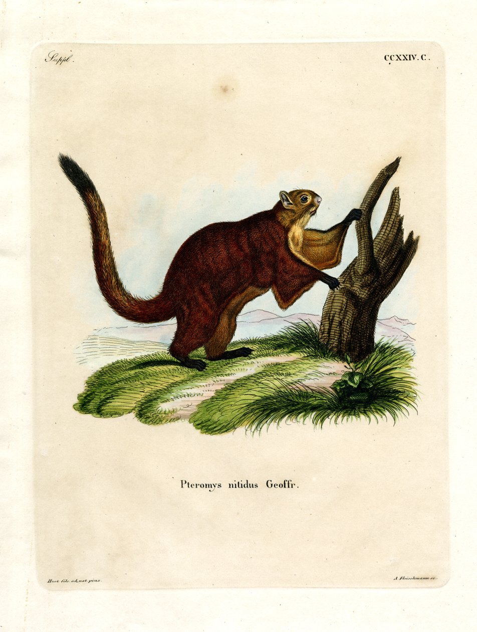 Brilliant Flying Squirrel (kolorowy grawerunek) autorstwa German School