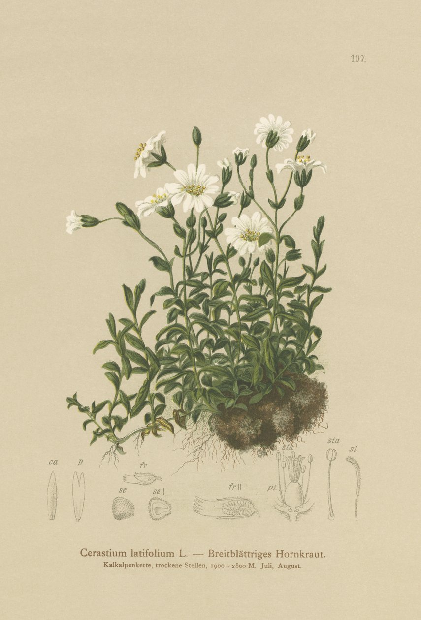 Szerokolistne ucho myszy (Cerastium latifolium) autorstwa German School
